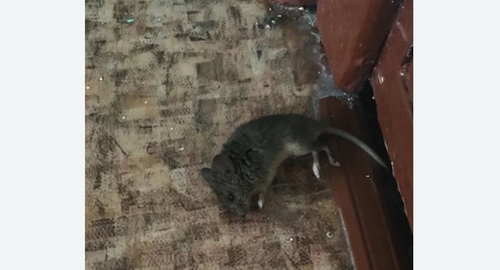 Дезинфекция от мышей в Александровск-Сахалинском