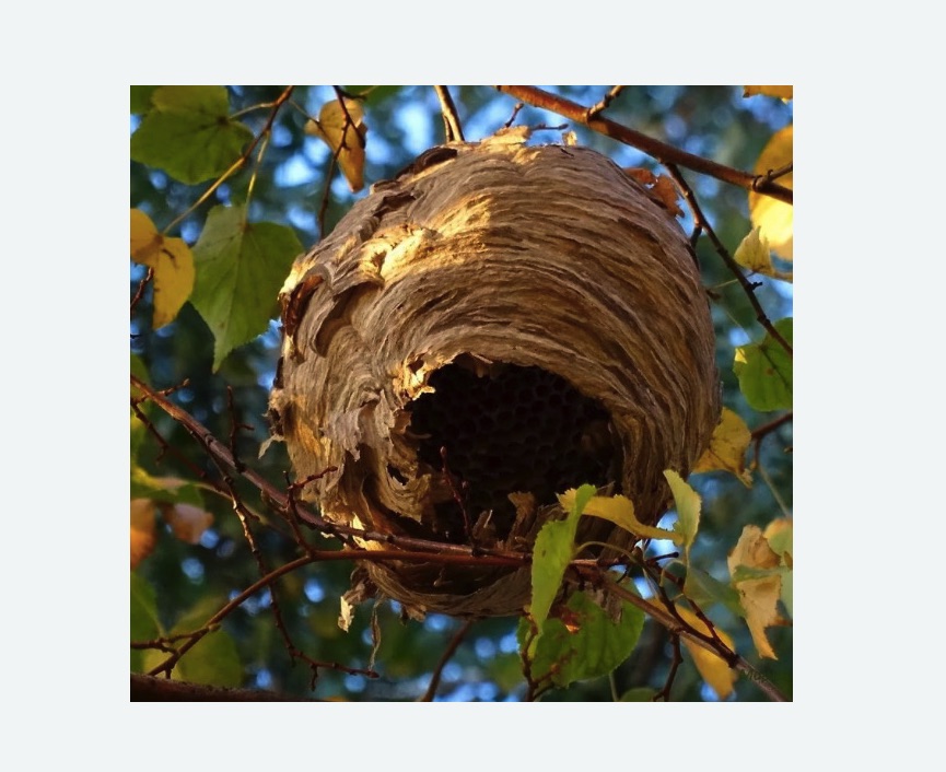 Обработка от шершней в Александровск-Сахалинском