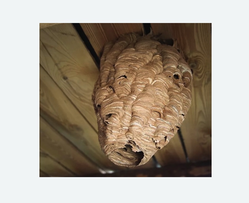 обработка от шершней в Александровск-Сахалинском