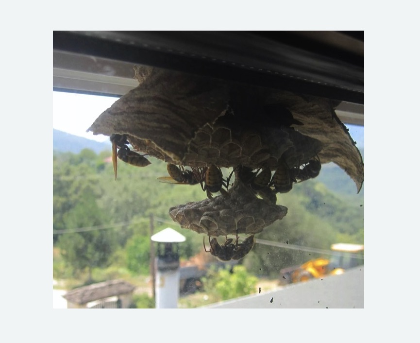 Уничтожение гнёзд шершней в Александровск-Сахалинском