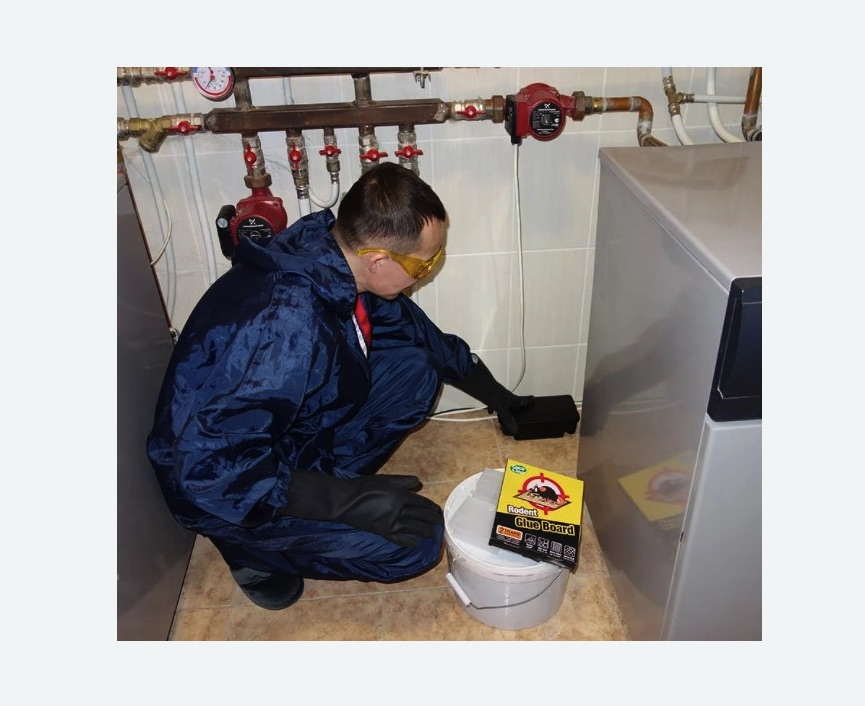 Уничтожение крыс в Александровск-Сахалинском