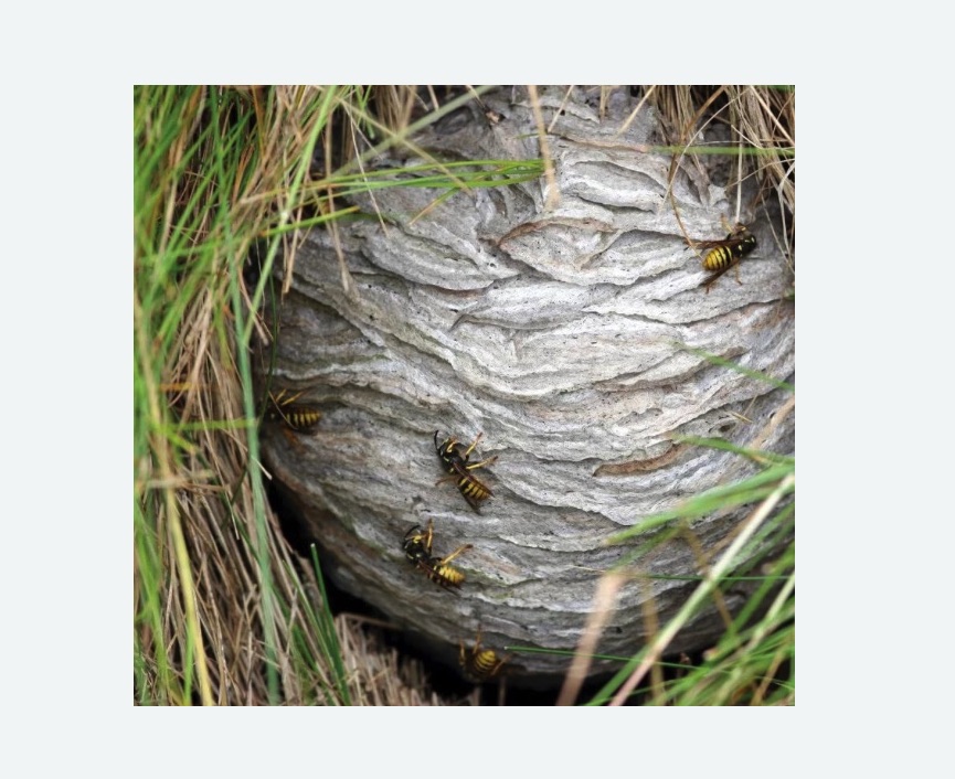 Уничтожение ос и ульев в Александровск-Сахалинском